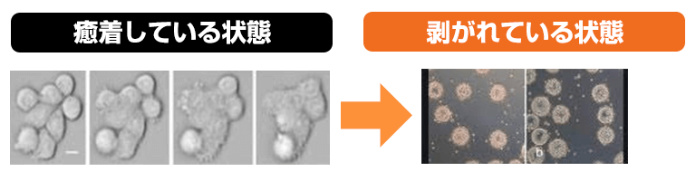 細胞の画像
